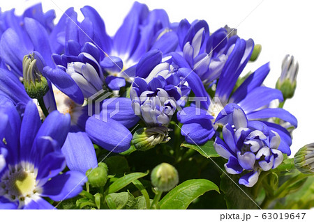 サイネリア、白背景、花イメージ素材 63019647