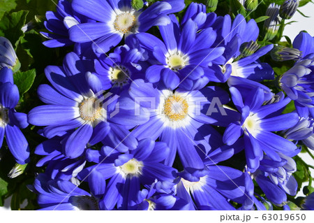 サイネリア、白背景、花イメージ素材 63019650