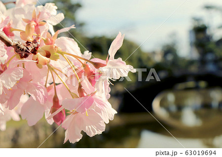 桜と石橋 桜と石橋 63019694