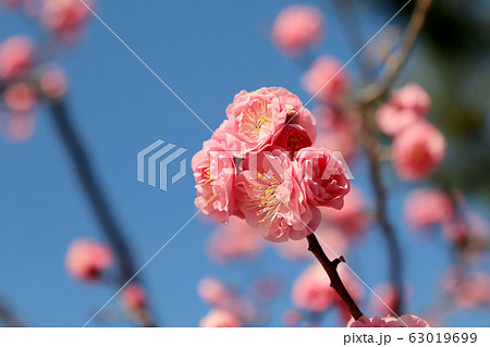 梅の花 63019699