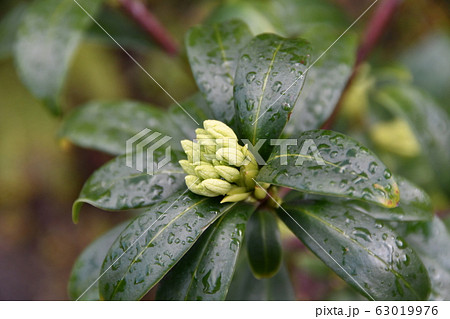 沈丁花 沈丁花 63019976