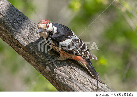 エゾオオアカゲラ 63020135