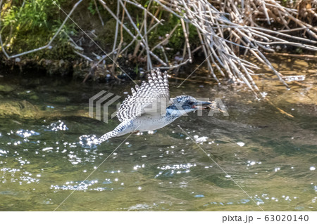 獲物を咥えて飛ぶヤマセミ 63020140
