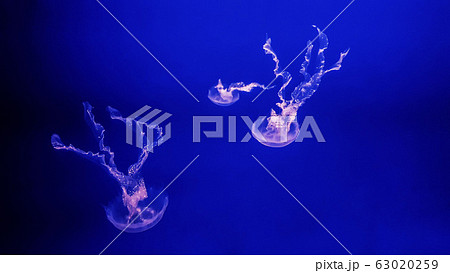 Colorful jellyfish in aquarium Colorful jellyfish in aquarium 63020259