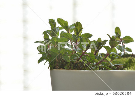 スペアミント 63020504