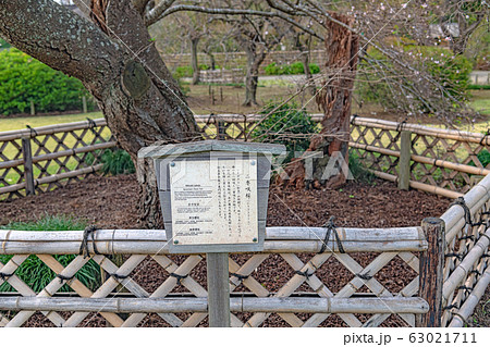 水戸 偕楽園 二季咲桜 63021711