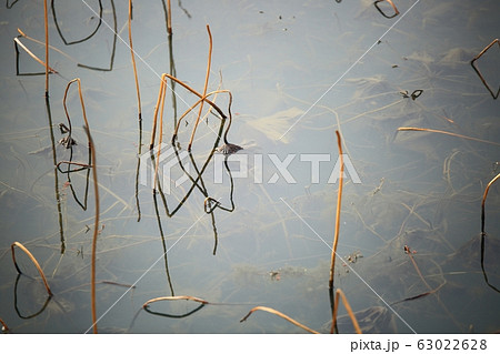 日の出 貯水池 湖 63022628