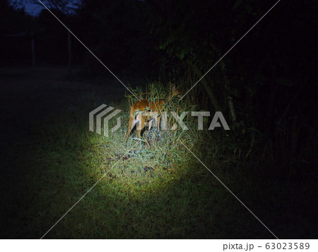 夜の鹿の写真素材