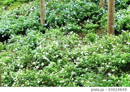 紫陽花 紫陽花 63024649