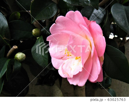 冬を迎える花で、薄紅色の花が愛しく感じられます。 冬を迎える花で、薄紅色の花が愛しく感じられます。 63025763