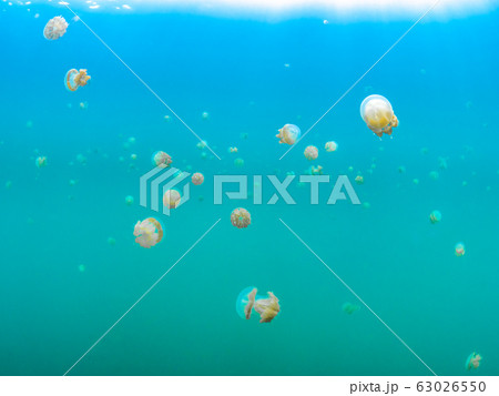 タコクラゲ タコクラゲ 63026550