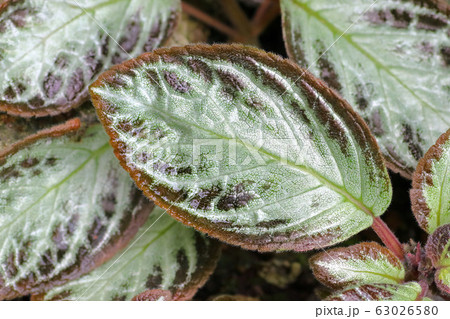 エピスキア・クプレアタ エピスキア・クプレアタ 63026580