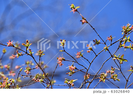 ウグイスカグラ（鶯神楽） 63026840