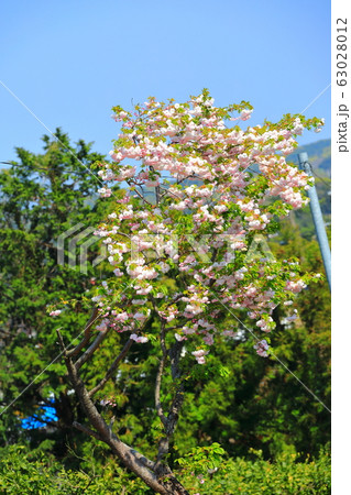 風景 観光 済州島 63028012