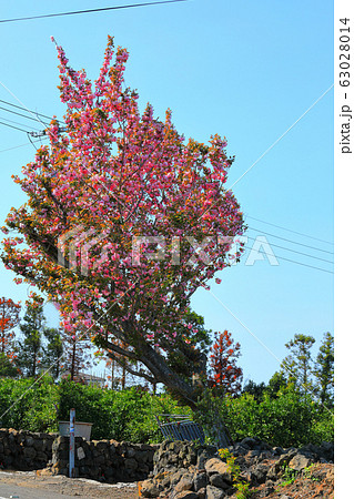 風景 観光 済州島 63028014