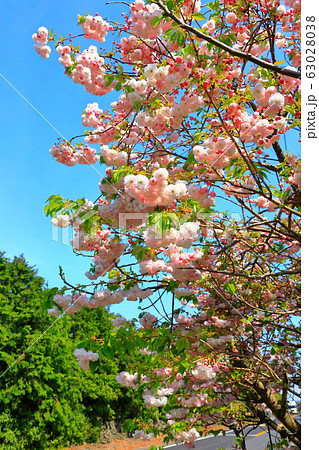 風景 観光 済州島 63028038