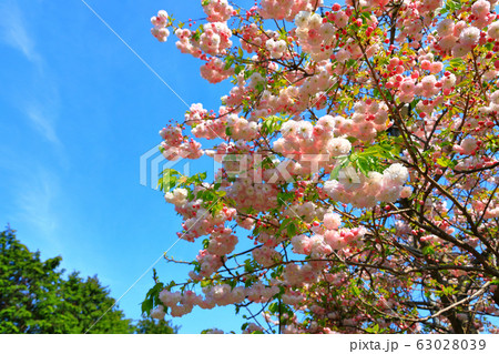 風景 観光 済州島 63028039