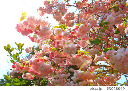 風景 観光 済州島 63028049