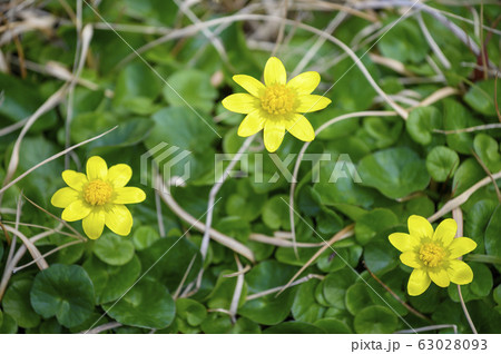 ヒメリュウキンカ 春 お花 ヒメリュウキンカ 春 お花 63028093