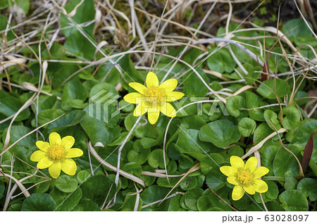 ヒメリュウキンカ　春　お花 63028097