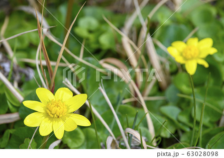 ヒメリュウキンカ　春　お花 63028098