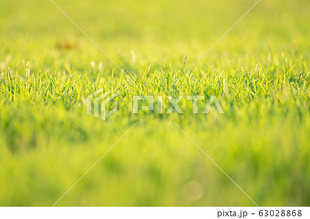 Closeup leaves of grass grows in the field with sunlight in sunny day Closeup leaves of grass grows in the field with sunlight in sunny day 63028868