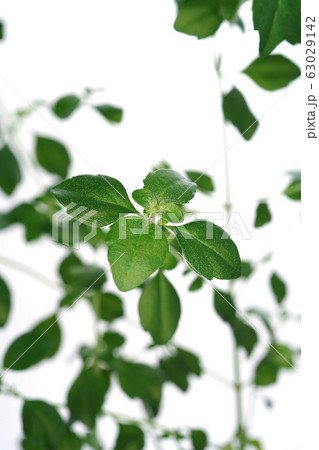 ミントブッシュ 63029142