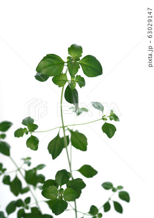 ミントブッシュ ミントブッシュ 63029147