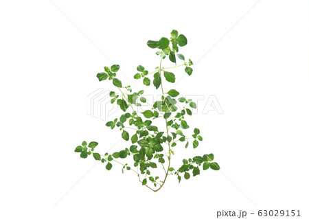 ミントブッシュ 63029151