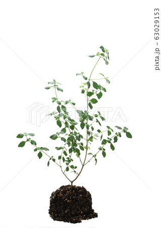 ミントブッシュ ミントブッシュ 63029153