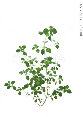 ミントブッシュ ミントブッシュ 63029154