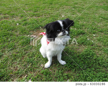 犬　いぬ、狆（チン）、ちん、雌 63030286