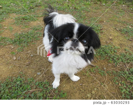 犬 いぬ、狆(チン)、ちん、雌 犬 いぬ、狆(チン)、ちん、雌 63030293