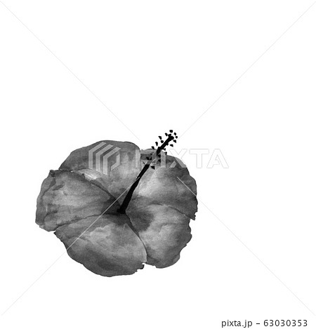 ハイビスカス（墨の手描きイラスト）のイラスト素材 [63030353] - PIXTA