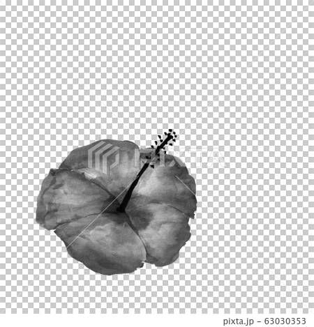 ハイビスカス（墨の手描きイラスト）のイラスト素材 [63030353] - PIXTA