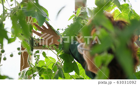 Pretty woman in eye glasses collects cucumbers in greenhouse on farm indoors. 63031092