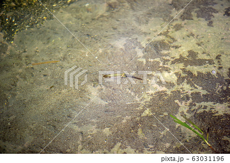 アオリイカ アオリイカ 63031196