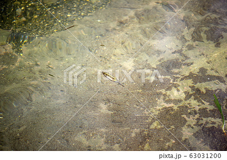 アオリイカ アオリイカ 63031200