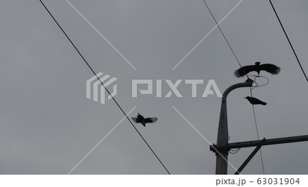 カラス カササギ 空 63031904