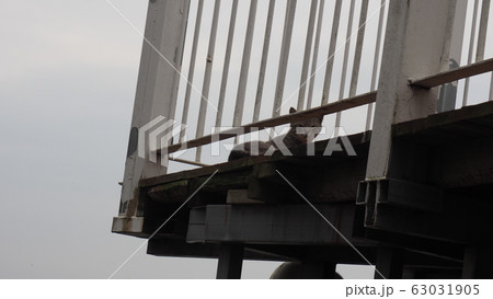 猫 バルコニー グレー 63031905