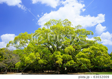 飛火野の春－３ 63032009