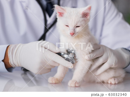 White kitten visiting vet for check up 63032340