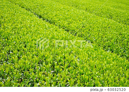 宇治茶・和束の茶畑１０ 63032520