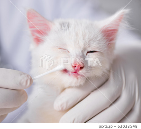 White kitten visiting vet for check up 63033548