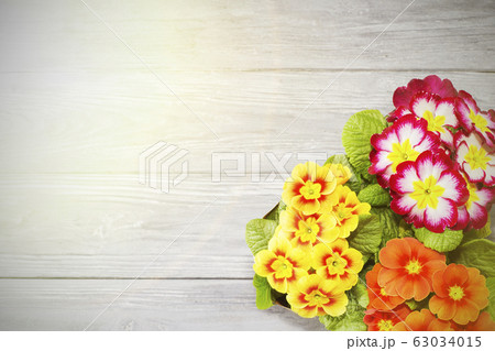 primroses are the first flowers that bloom in primroses are the first flowers that bloom in 63034015