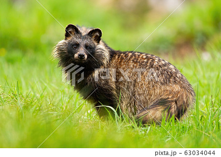 Surprised raccoon dog, nyctereutes procyonoides, staring in summer Surprised raccoon dog, nyctereutes procyonoides, staring in summer 63034044