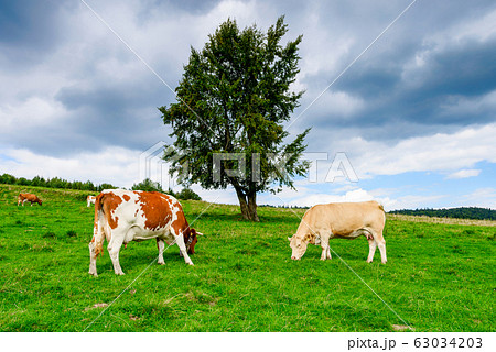 cows on a mountain meadow cows on a mountain meadow 63034203