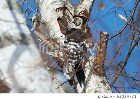 アカゲラ アカゲラ 63034771