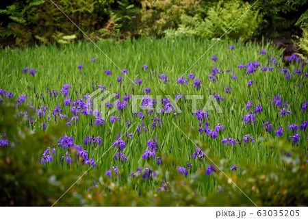 東京：根津美術館　庭園　燕子花 63035205
