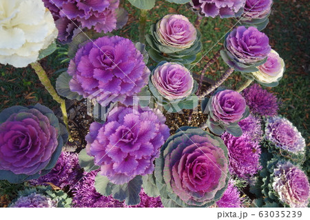 冬のカラフルな葉牡丹 63035239